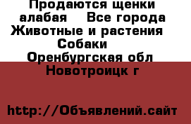Продаются щенки алабая  - Все города Животные и растения » Собаки   . Оренбургская обл.,Новотроицк г.